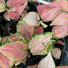 Kép betöltése a galériamegjelenítőbe: Aglaonema &quot;Red zirkon&quot; - Rákvirág - Chinese Evergreen - Tropical Home 
