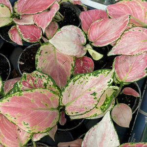 Aglaonema "Red zirkon" - Rákvirág - Chinese Evergreen - Tropical Home 