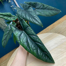 Kép betöltése a galériamegjelenítőbe: Alocasia scalprum - Tropical Home 
