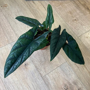 Alocasia scalprum - Tropical Home 