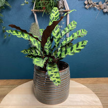Kép betöltése a galériamegjelenítőbe: Calathea lancifolia- Lándzsás zebralevél- Rattlesnake plant - Tropical Home 
