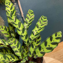 Kép betöltése a galériamegjelenítőbe: Calathea lancifolia- Lándzsás zebralevél- Rattlesnake plant - Tropical Home 
