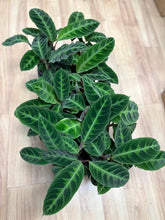 Kép betöltése a galériamegjelenítőbe: Calathea warscewiczii (Goeppertia warscewiczii) - Jungle velvet prayer plant
