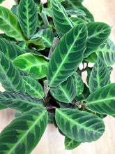 Kép betöltése a galériamegjelenítőbe: Calathea warscewiczii (Goeppertia warscewiczii) - Jungle velvet prayer plant
