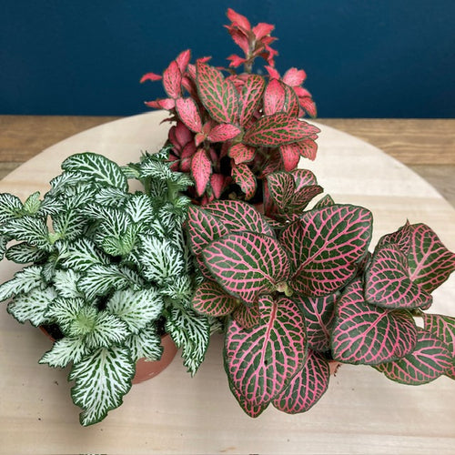 Fittonia mix - Hálóslevél - Tropical Home 
