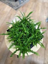 Kép betöltése a galériamegjelenítőbe: Nephrolepis cordifolia "Duffii" - Lemon Button Fern
