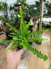 Kép betöltése a galériamegjelenítőbe: Nephrolepis cordifolia "Duffii" - Lemon Button Fern
