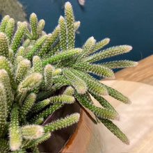 Kép betöltése a galériamegjelenítőbe: Rhipsalis baccifera &quot;Horrida&quot; - Vesszőkaktusz - Mouse Tail Cactus - Tropical Home 
