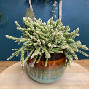 Rhipsalis baccifera "Horrida" - Vesszőkaktusz - Mouse Tail Cactus - Tropical Home 