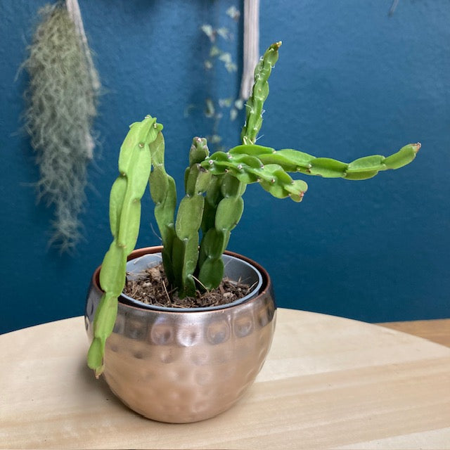 Rhipsalis paradoxa - Chain Cactus - Tropical Home 