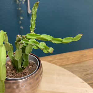 Rhipsalis paradoxa - Chain Cactus - Tropical Home 