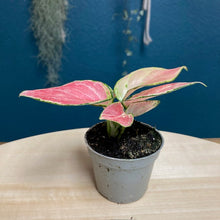 Kép betöltése a galériamegjelenítőbe: Aglaonema &quot;Red zirkon&quot; - Rákvirág - Chinese Evergreen - Tropical Home 
