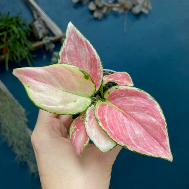 Aglaonema 