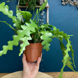 Epiphyllum anguliger - Karéjos kaktusz - Fishbone cactus - Tropical Home 