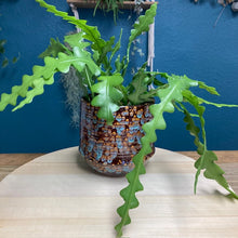 Kép betöltése a galériamegjelenítőbe: Epiphyllum anguliger - Karéjos kaktusz - Fishbone cactus - Tropical Home 
