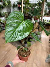 Kép betöltése a galériamegjelenítőbe: Philodendron majestic
