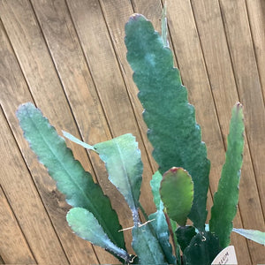 Epiphyllum "Sarah Courant"