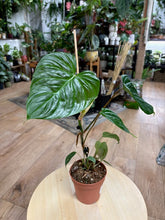 Kép betöltése a galériamegjelenítőbe: Philodendron majestic
