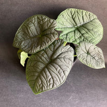Kép betöltése a galériamegjelenítőbe: Alocasia melo - Tropical Home 
