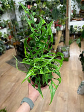 Kép betöltése a galériamegjelenítőbe: Monstera obliqua Peru 12cm
