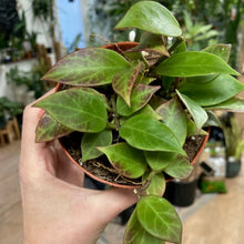 Kép betöltése a galériamegjelenítőbe: Hoya cv. &quot;Sunrise&quot; - Viaszvirág - Wax plant - Tropical Home 
