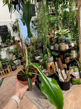 Kép betöltése a galériamegjelenítőbe: Philodendron joepii
