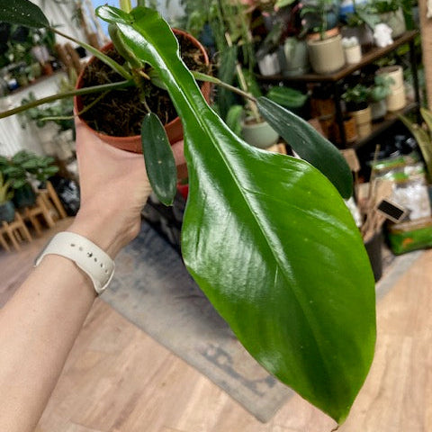 Philodendron joepii