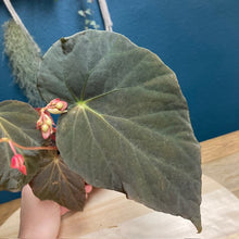 Kép betöltése a galériamegjelenítőbe: Begonia pavonina - Tropical Home 
