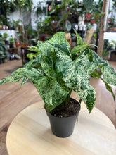 Kép betöltése a galériamegjelenítőbe: Syngonium podophyllum mottled "Mojito" - Nyíllevél "Mojito"- Arrowhead vine
