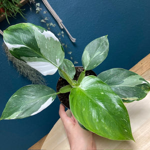 Philodendron "White wizard" 2. - Tropical Home 