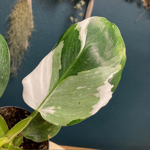 Philodendron "White wizard" 2. - Tropical Home 