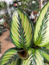 Kép betöltése a galériamegjelenítőbe: Calathea ornata "Beauty star"- Zebralevél
