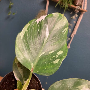 Philodendron "White wizard" 3. - Tropical Home 