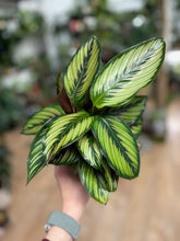 Kép betöltése a galériamegjelenítőbe: Calathea ornata "Beauty star"- Zebralevél
