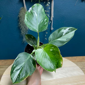 Philodendron "White wizard" 3. - Tropical Home 