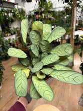 Kép betöltése a galériamegjelenítőbe: Ctenanthe burle-marxii "Amagris"
