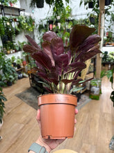 Kép betöltése a galériamegjelenítőbe: Ctenanthe burle-marxii "Amagris"
