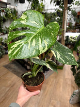 Kép betöltése a galériamegjelenítőbe: Monstera deliciosa “Thai constellation" 12cm
