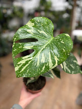 Kép betöltése a galériamegjelenítőbe: Monstera deliciosa “Thai constellation" 12cm
