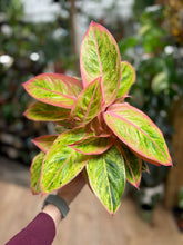 Kép betöltése a galériamegjelenítőbe: Aglaonema "Salmon fantasy" - Rákvirág - Chinese Evergreen
