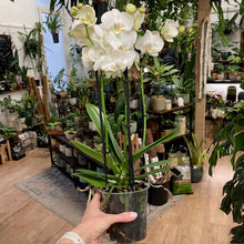 Kép betöltése a galériamegjelenítőbe: Phalaenopsis &quot;Inverness&quot; - 4 virágszár, elvirágzóban
