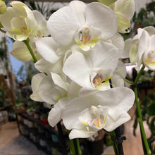 Kép betöltése a galériamegjelenítőbe: Phalaenopsis &quot;Inverness&quot; - 4 virágszár, elvirágzóban
