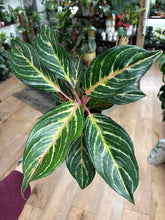 Kép betöltése a galériamegjelenítőbe: Aglaonema "Dreamcatcher" - Rákvirág - Chinese Evergreen
