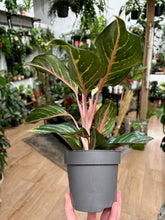 Kép betöltése a galériamegjelenítőbe: Aglaonema "Dreamcatcher" - Rákvirág - Chinese Evergreen
