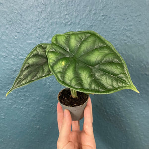 Alocasia "Dragon scale" - Tropical Home 
