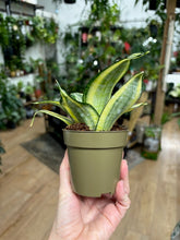 Kép betöltése a galériamegjelenítőbe: Sansevieria trif. "Hahnii Golden" 9cm - Anyósnyelv - Tropical Home 
