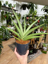 Kép betöltése a galériamegjelenítőbe: Sansevieria cylindrica "Silver Syreni" - Anyósnyelv
