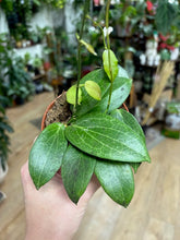 Kép betöltése a galériamegjelenítőbe: Hoya fitchii 9cm
