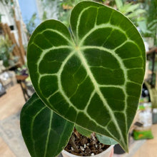 Kép betöltése a galériamegjelenítőbe: Anthurium clarinervium
