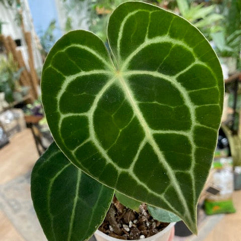 Anthurium clarinervium